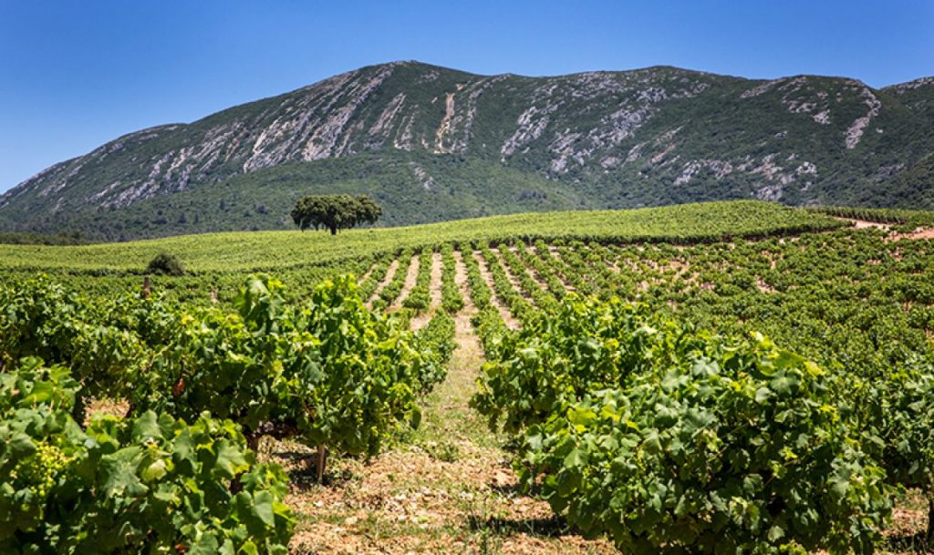 Pen Nsula De Setubal Entre O Doce E O Seco S Grandes Vinhos